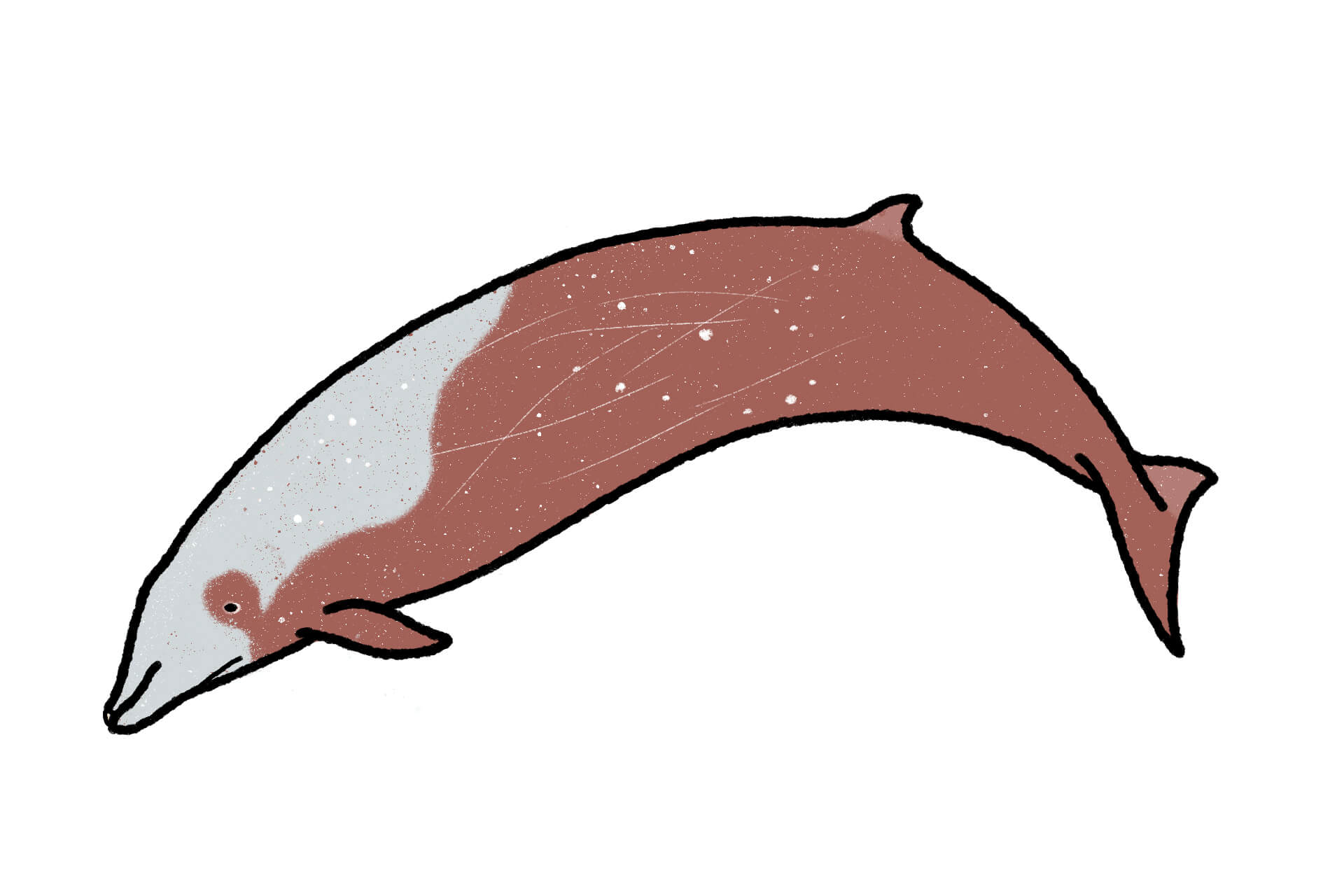 アカボウクジラ