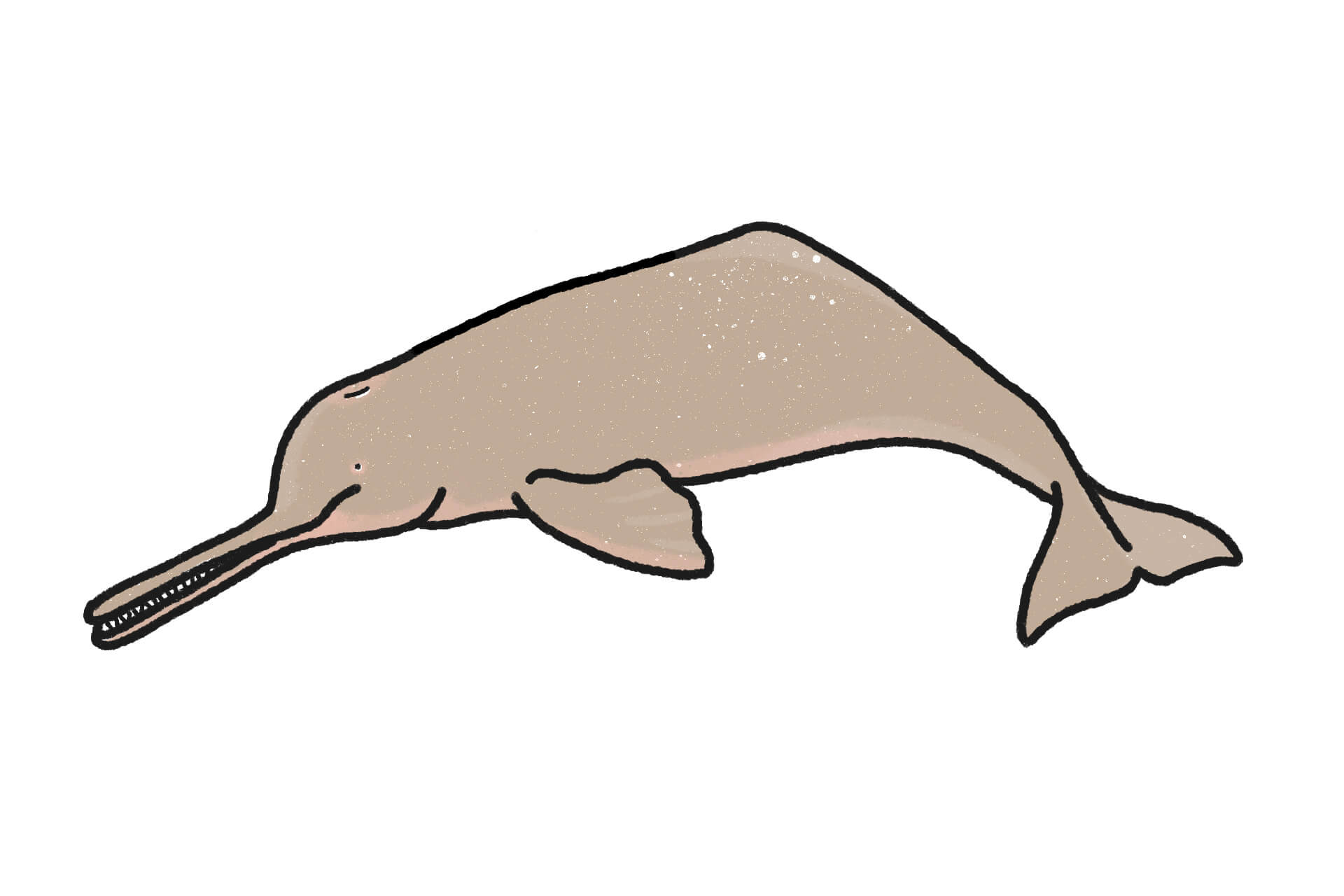 ガンジスカワイルカ