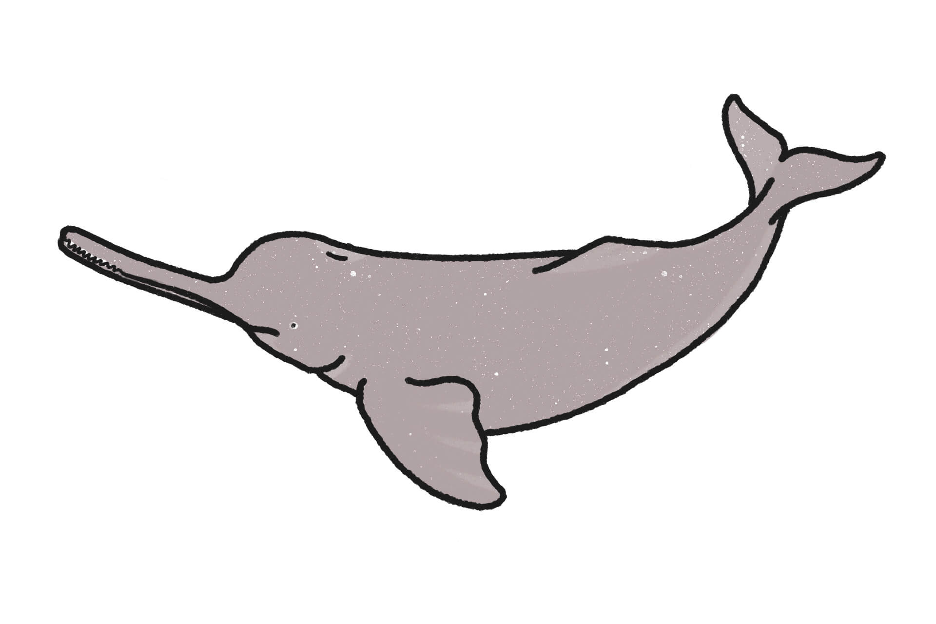 インダスカワイルカ