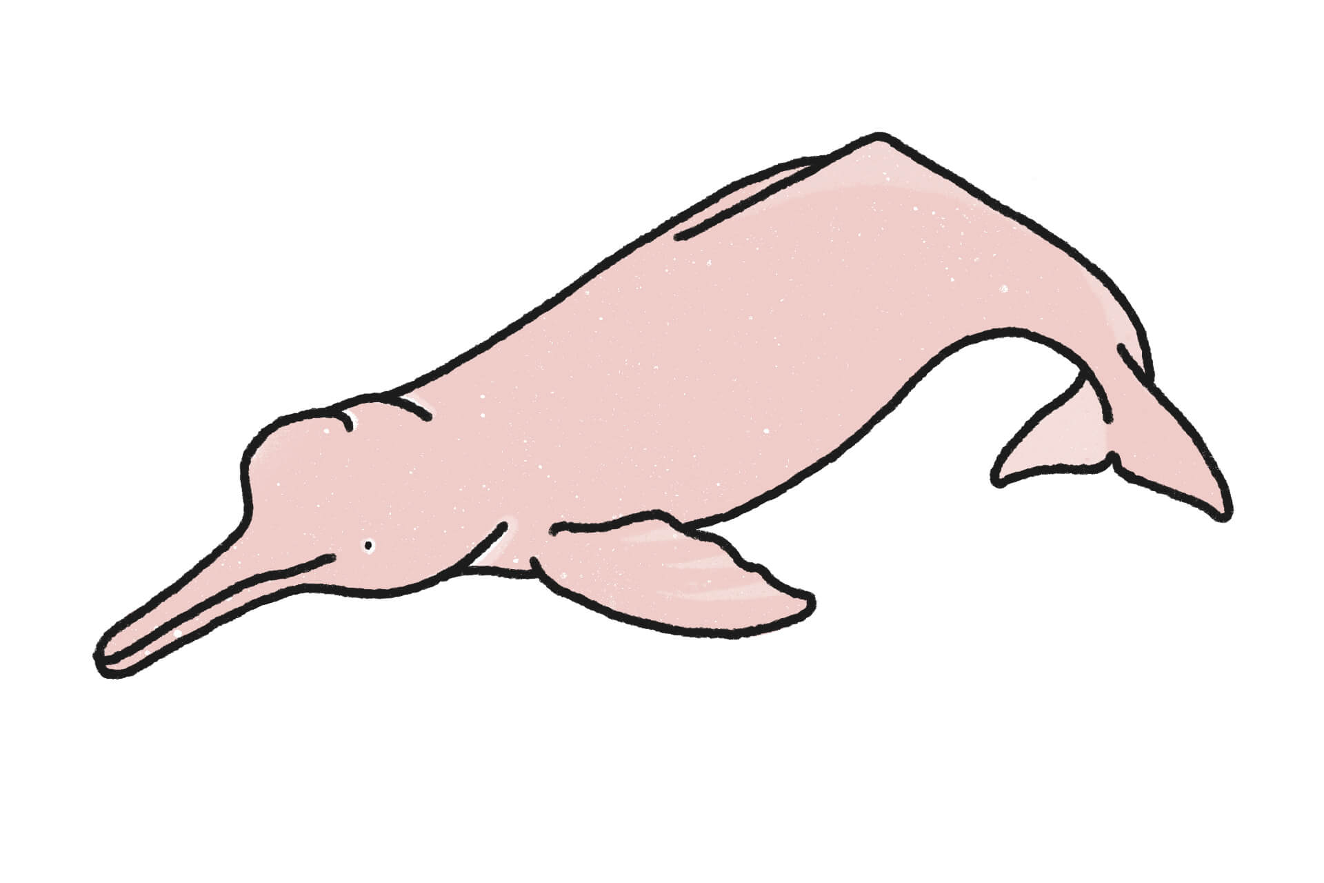 アマゾンカワイルカ