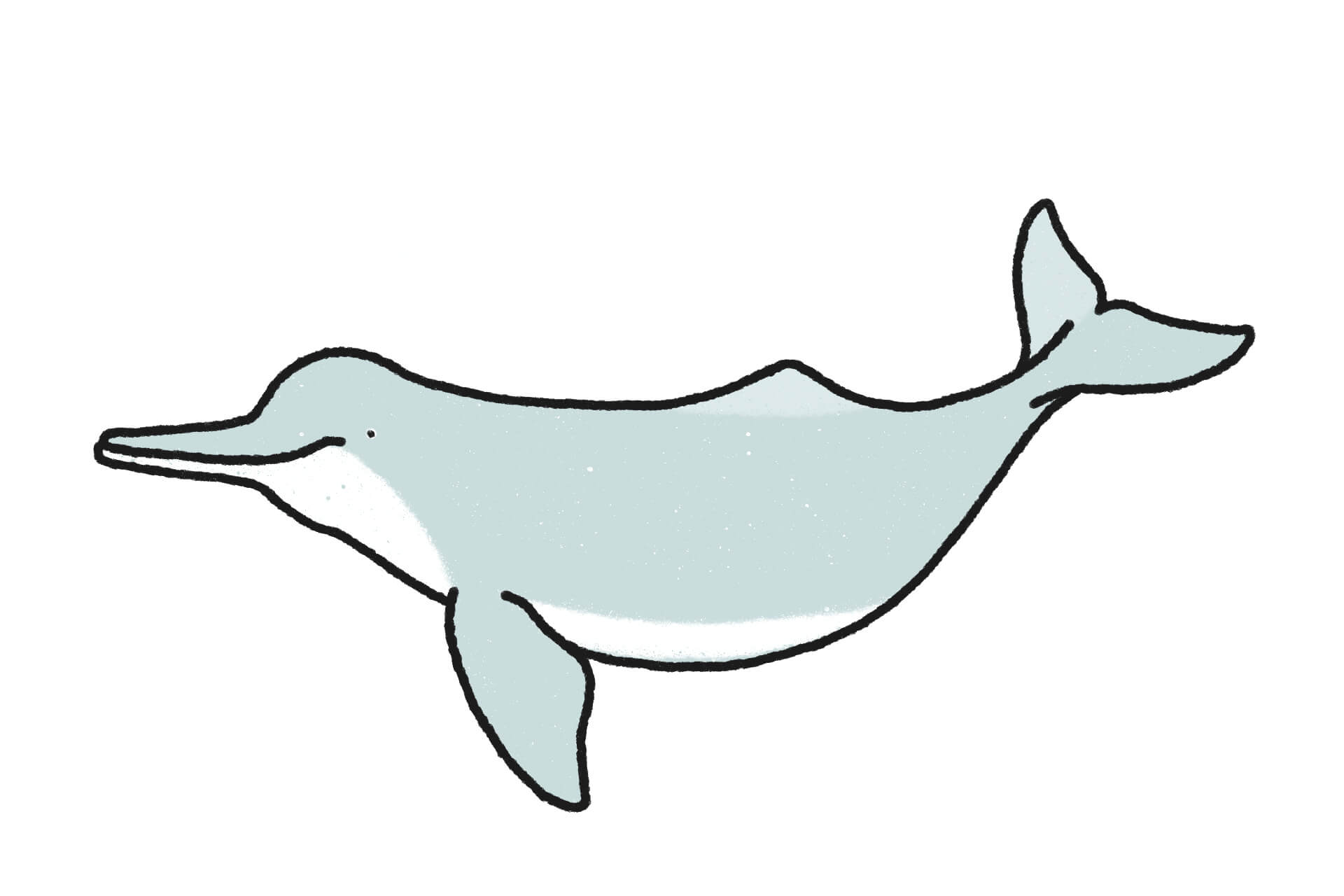 ヨウスコウカワイルカ