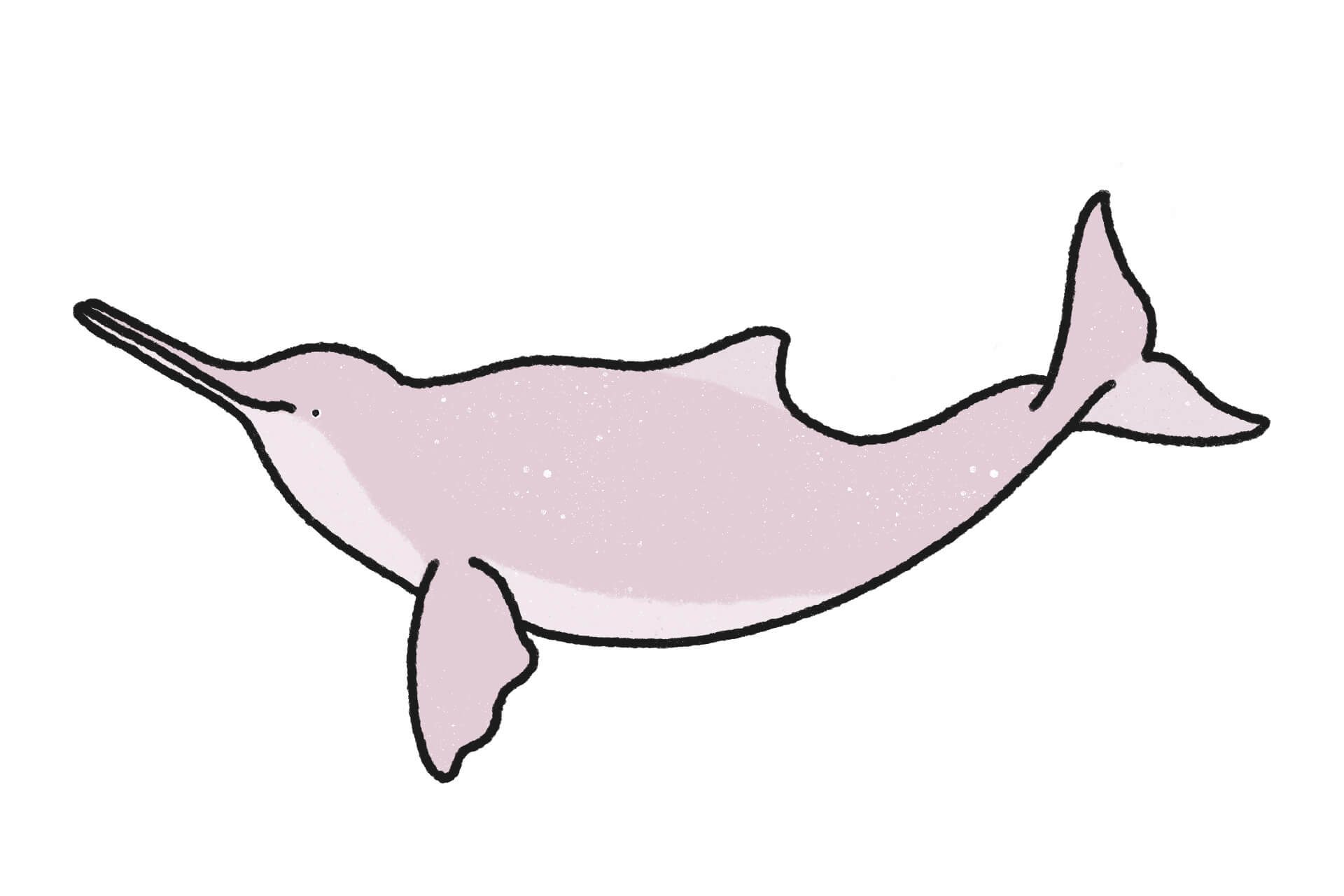 ラプラタカワイルカ