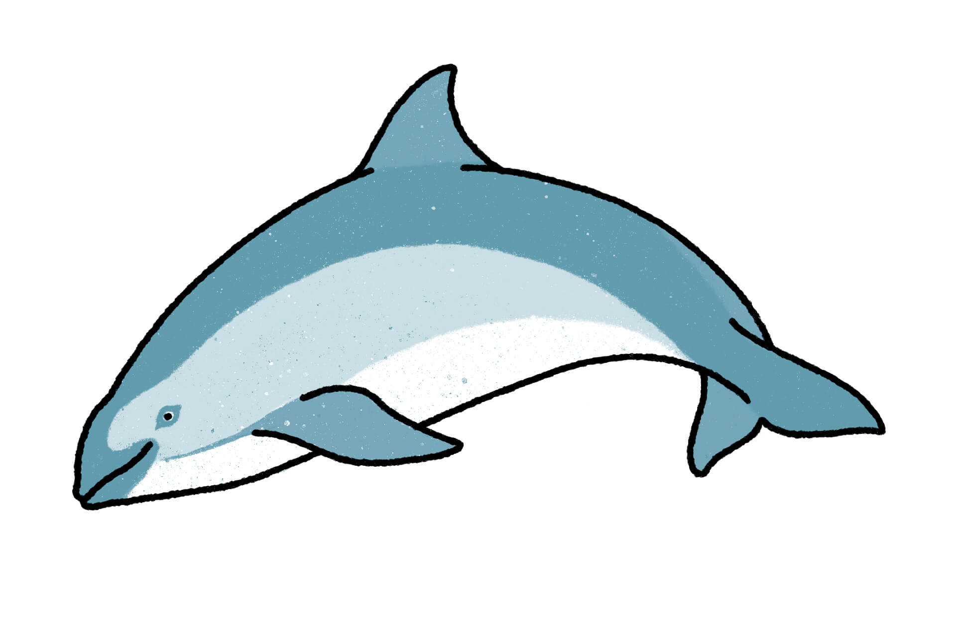 コガシラネズミイルカ